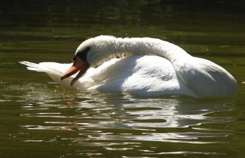 Лебедь Иса в Дунайском парке