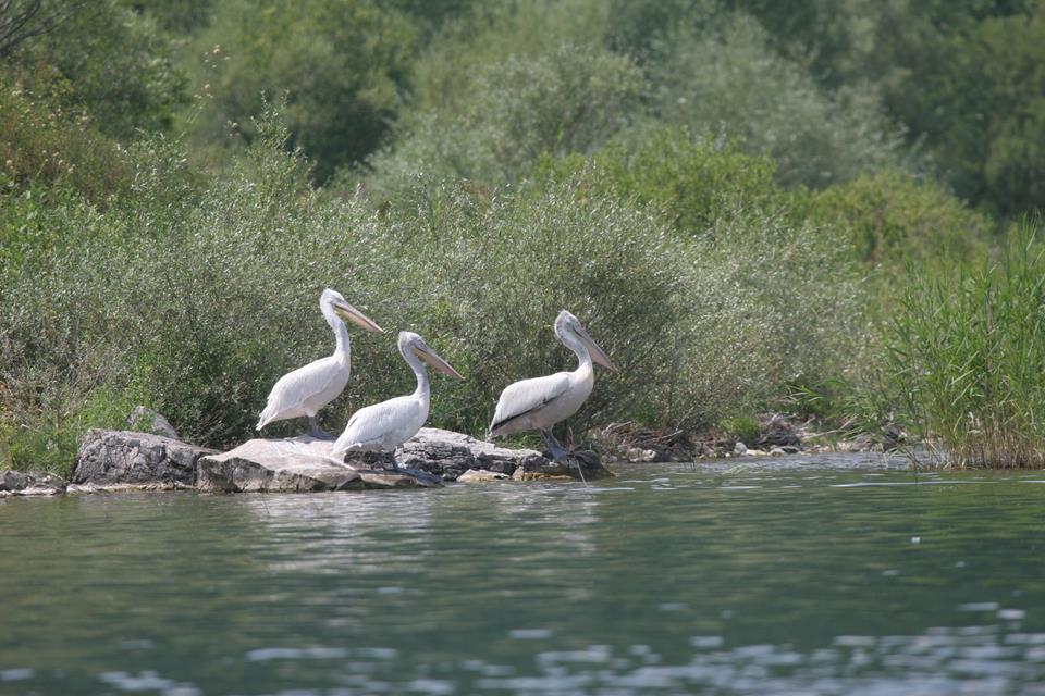 Пеликаны на Скадарском озере в мае 2016 г. 