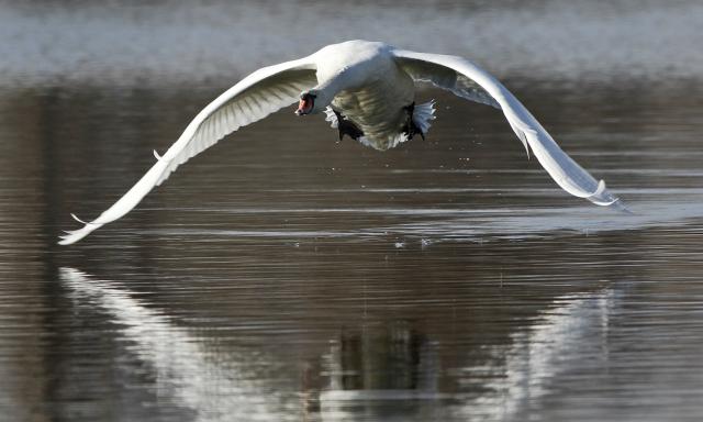 Борьба лебедей на Дунае