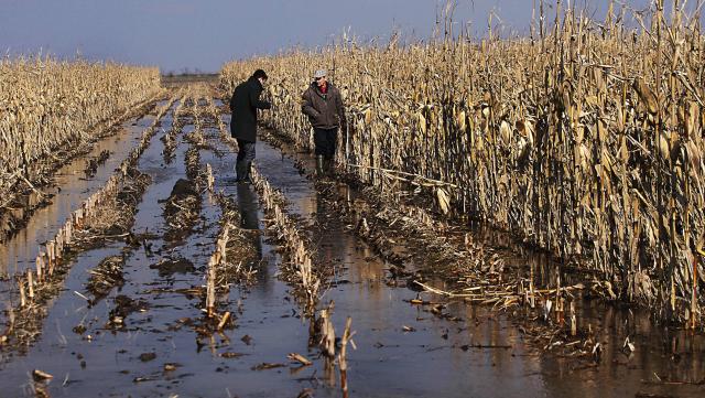 Поля в окрестностях Нови-Кнежеваца