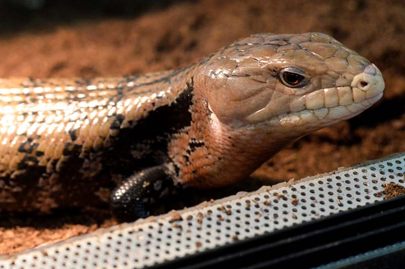 Выставка обитателей аквариумов и террариумов в Загребе