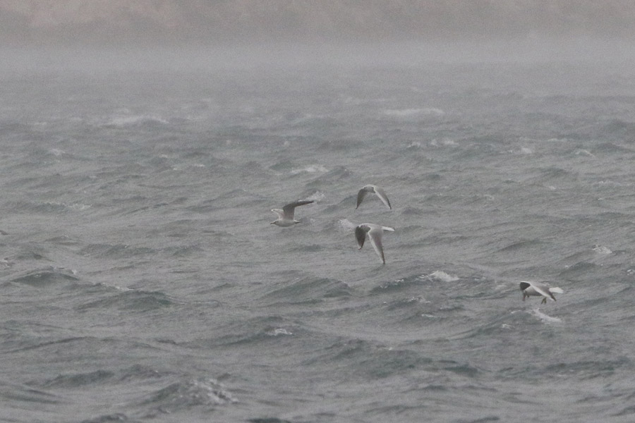 Буря в Макарска в январе 2016 г.