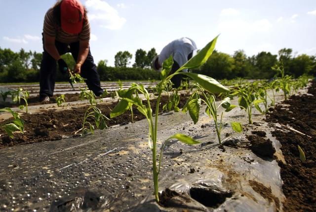 Посадка перца в окрестностях города Руски-Крстур в Сербии. Фото: TANJUG, Jaroslav Pap, bk Посадка перца в окрестностях города Руски-Крстур