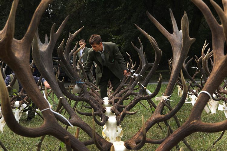 Смотр охотничьих трофеев в сербском поселке Бачки-Моношторе