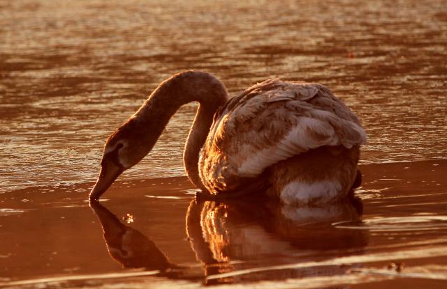 Зимнее утро в окрестностях Нови-Сада