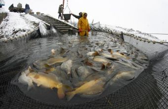 Рыбалка у сербских русинов 