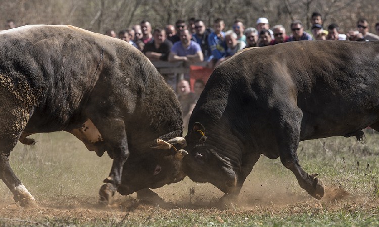 Бой быков в хорватском поселке Дицмо