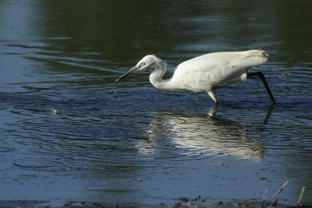Утренняя охота цапель в Сербии