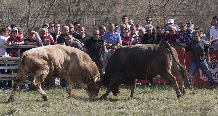 Бой быков в хорватском поселке Дицмо