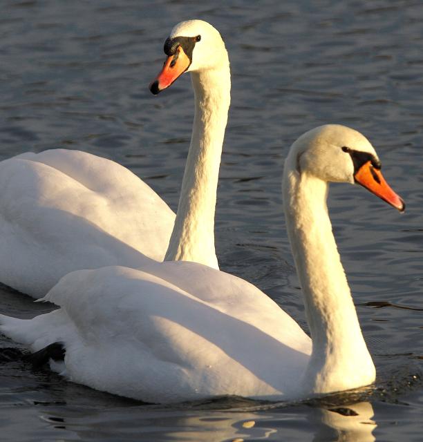Прекрасный и необыкновенно теплый день в Нови-Саде