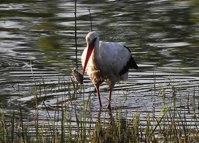 Рыбалка в окрестностях Нови-Сада