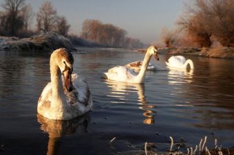 Зимнее утро в окрестностях Нови-Сада