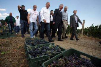 Начало сбора винограда в окрестностях сербского Варварина
