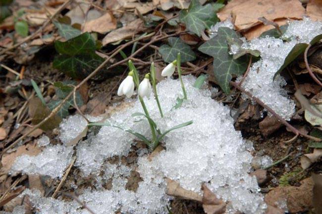 Подснежники в хорватской Крапине
