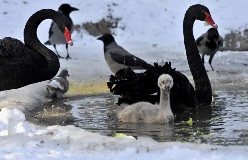 Зимний день в зоопарке Загреба