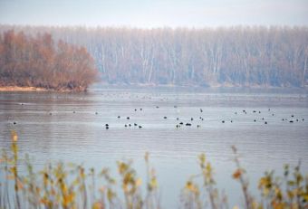 Утки на Дунае