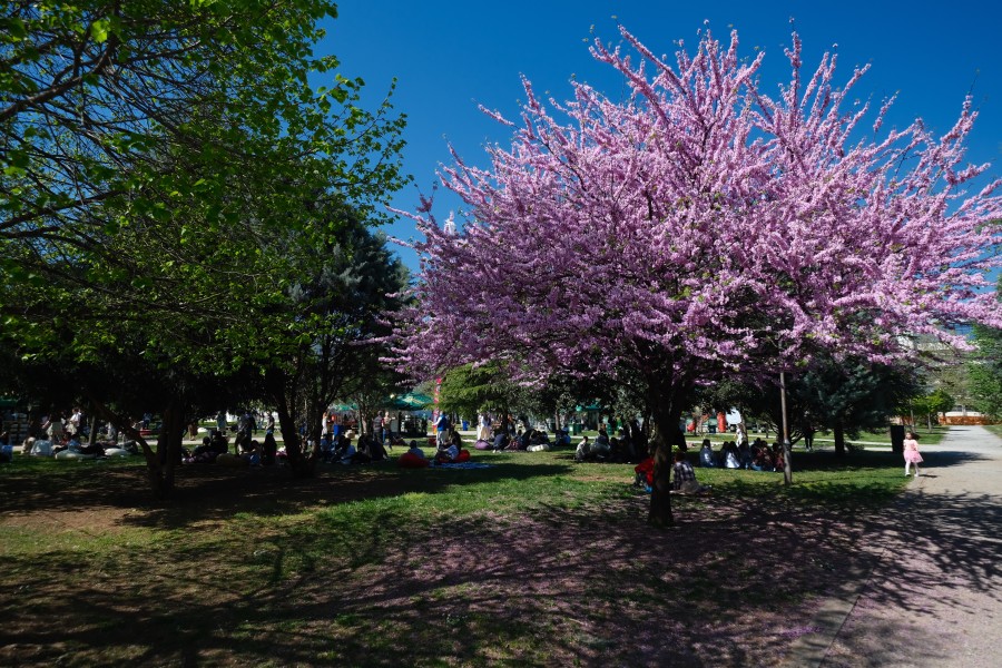 «Подгорицкий пикник» в апреле 2026 года