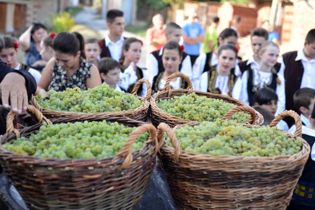 Сбор винограда в сербском селе Доньи-Матеевац