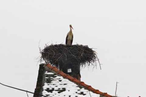 Прилет аистов в сербский Нови-Сад
