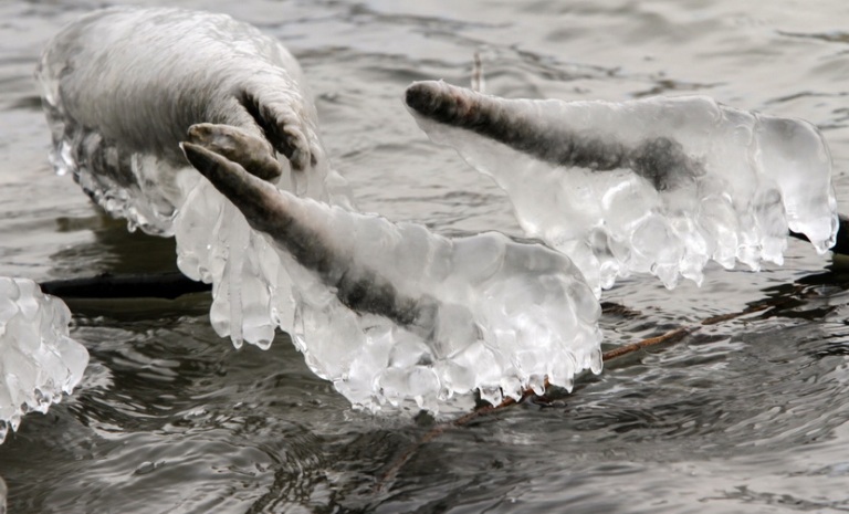 Мороз на Дунае у Нови-Сада в январе 2016 г. 