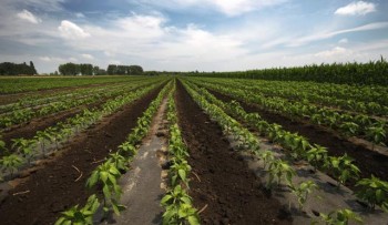 Поля перца в окрестностях Сомбора