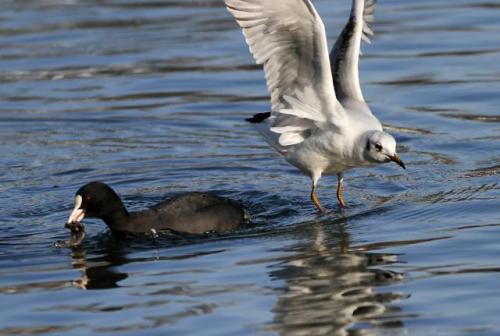 Лысухи на Дунае