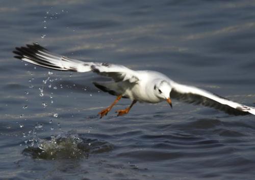 Чайки на Дунае