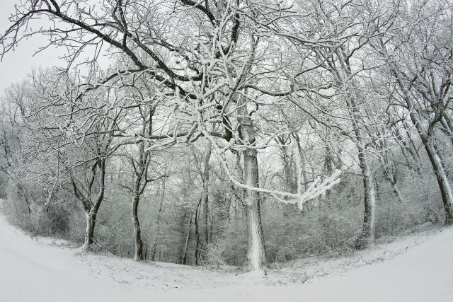 Снегопад в национальном парке Сербии "Фрушка-Гора"