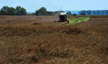 Сбор рапса в окрестностях Нови-Сада