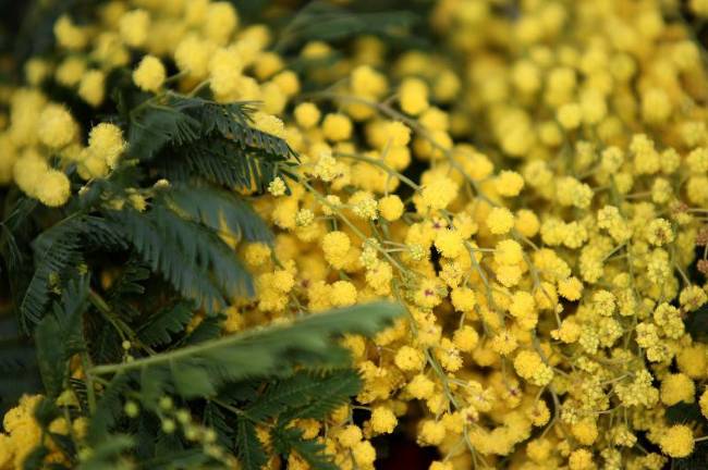 6-й День мимозы в Хорватии