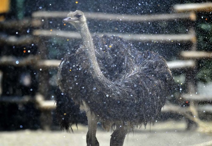 Утомленные солнцем животные в зоопарке Загреба 