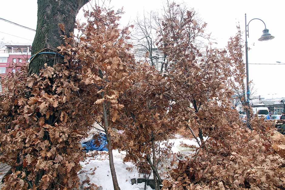 Подготовка к Рождественскому сочельнику в январе 2016 г.