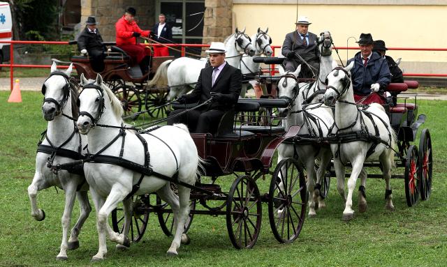 Соревнования конных повозок на ярмарке в Нови-Саде