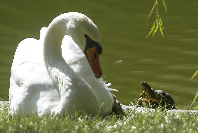 Бабье лето в Нови-Саде