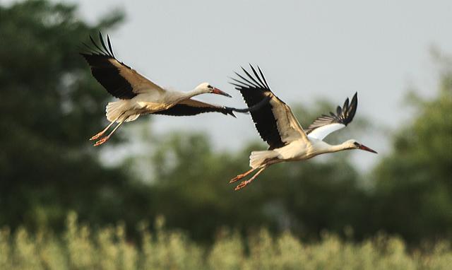 Первые уроки полета у молодых аистов в Сербии