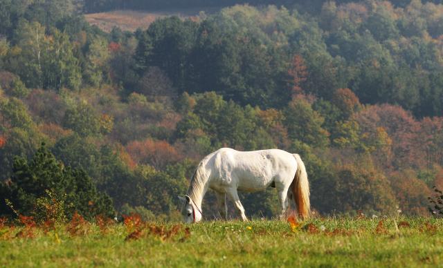 Осень в сербском национальном парке "Фрушка-Гора"