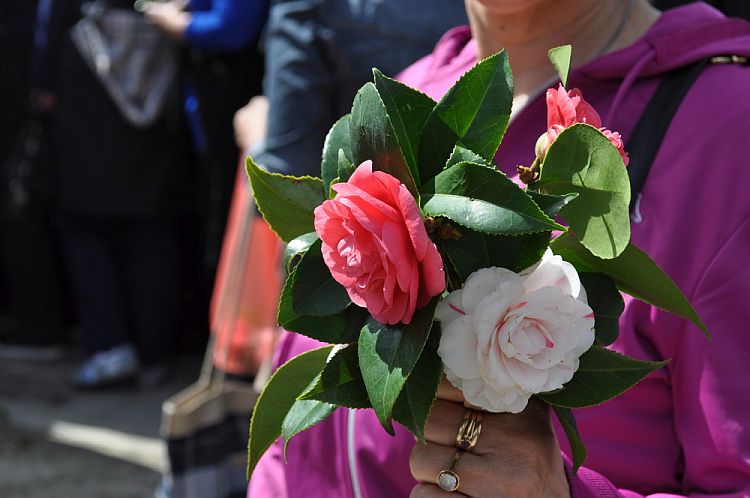 Праздник камелии в Столиве. Фото: Bokanews.me
