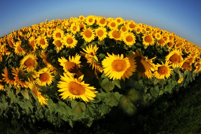 Поля подсолнечника в окрестностях сербского Сомбора