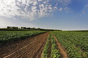 Поля в окрестностях сербского Сомбора