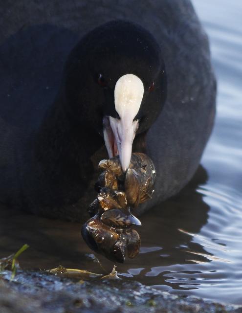 Лысухи на Дунае