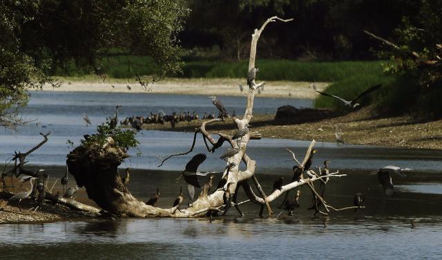 Заповедник Верхнее Подунавье в Сербии
