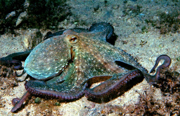 Oсьминоги у побережья Хорватии